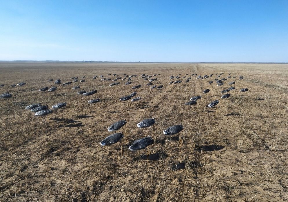 Чучело профиль гусь