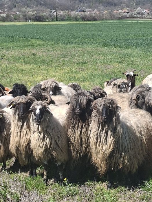 Vând 24 de oi tinere