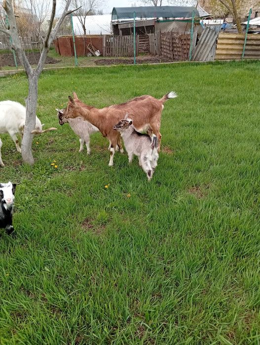 Vând căpriță,prima fătare