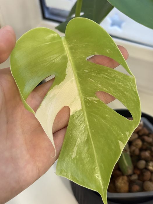 Продам монстеру альбу