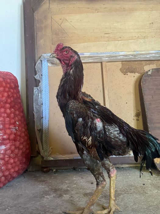 бойцовый петух қораз