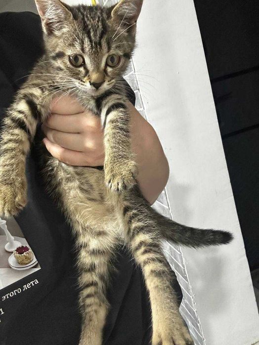 Котенок ищет дом