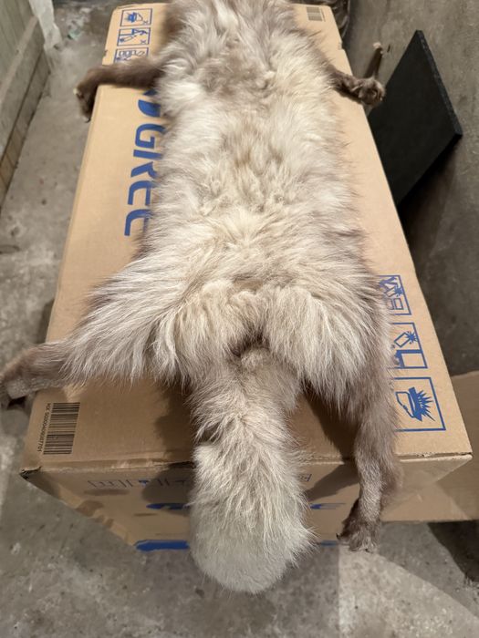 Продавам препарирана лисица