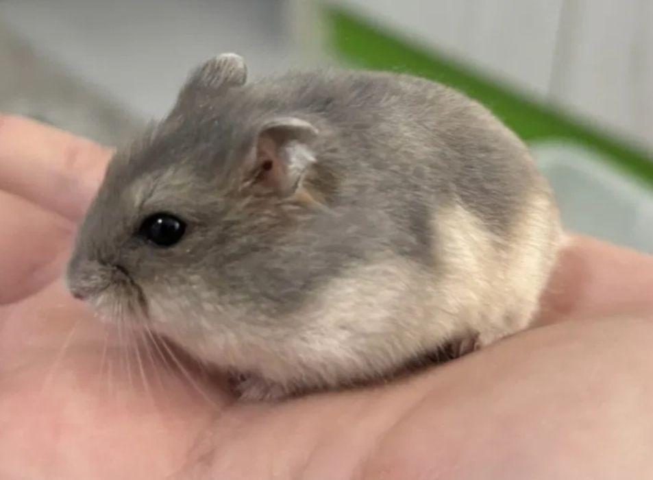 De vânzare cusca pentru hamsteri si hamsteri
