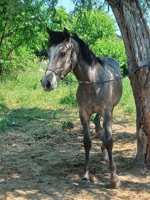Vând 17 oi , un berbec toate tinere, și un mânz de 1an !!
