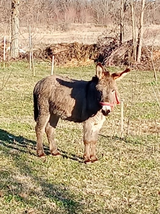 Vând măgar tânăr