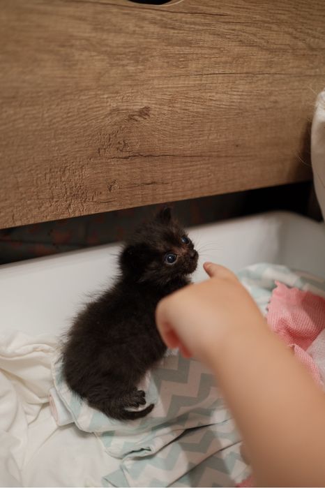 Котенок бесплатно