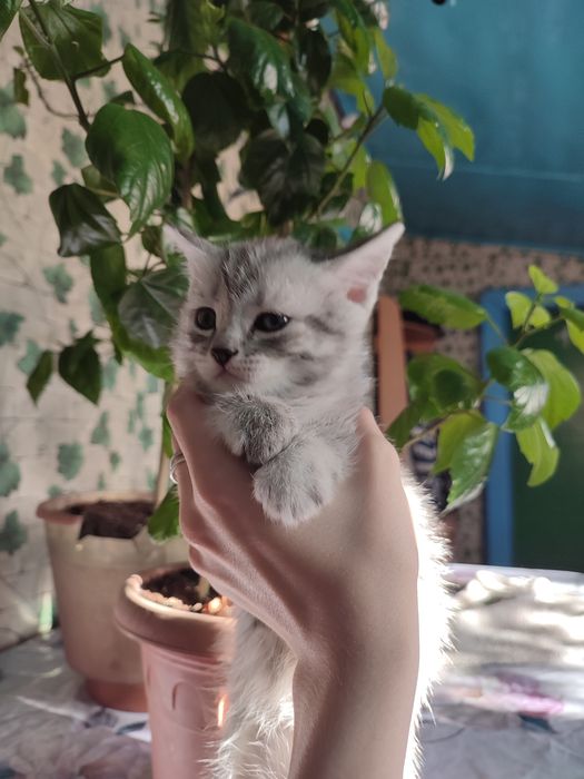 Котята отдам бесплатно
