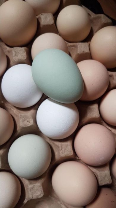 Инкубационное яйцо