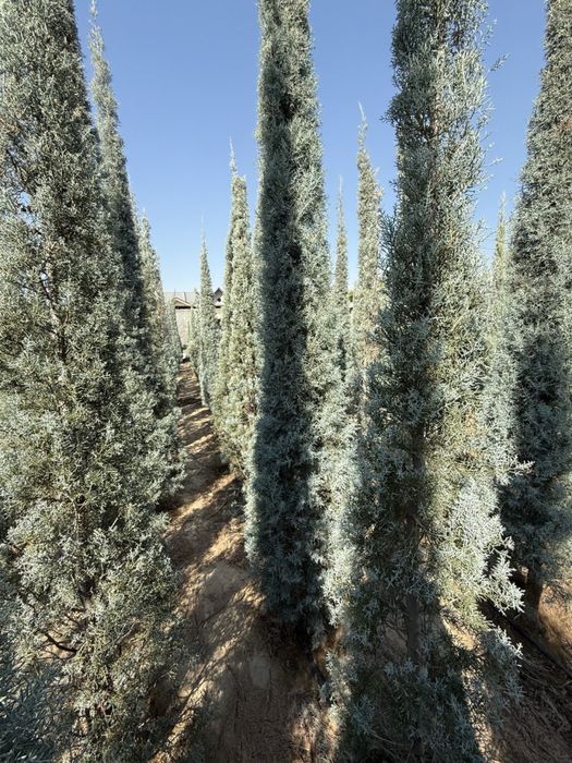 Kiparis Arizonika Archalari Sotiladi