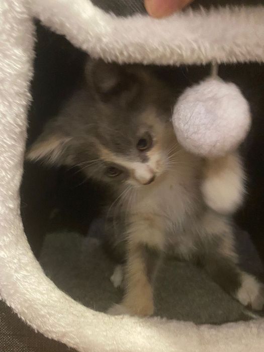 Отдам котенка в добрые руки