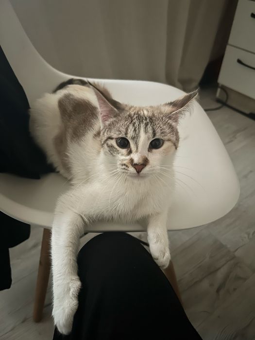 Пропала кошка, нашедшему будет вознаграждение