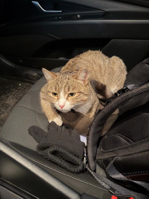 Отдам кота даром