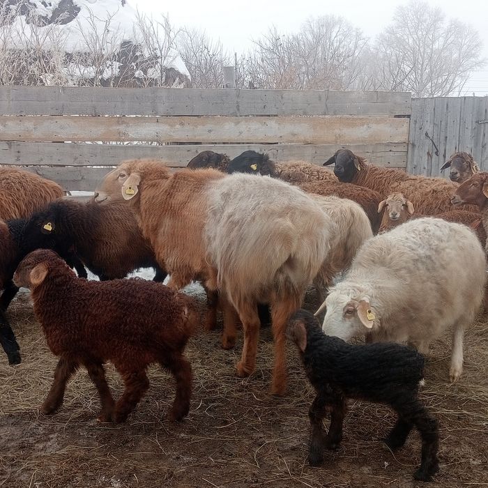 Арашан қошқар сатамын