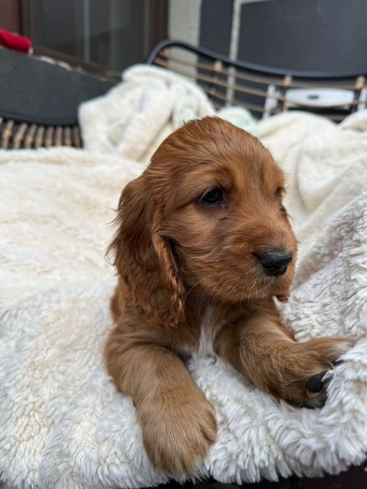 Cocker Spaniel fetita