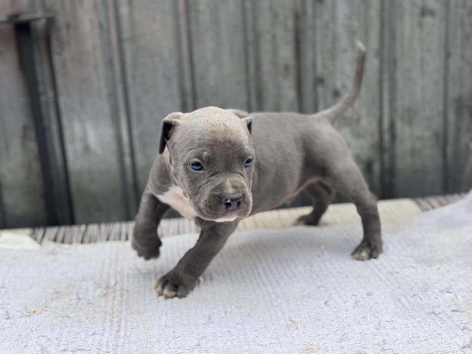 Mascul amstaff blue rasa pura
