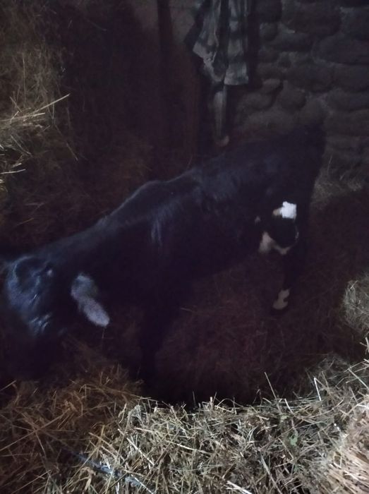 Vand vitea negru cu alb