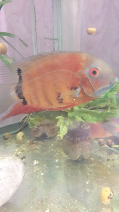 Аквариумная рыбки северумы