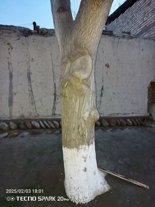 Yongʻoq daraxti mebelchilar uchun  ёнгок диаметри 1.6м