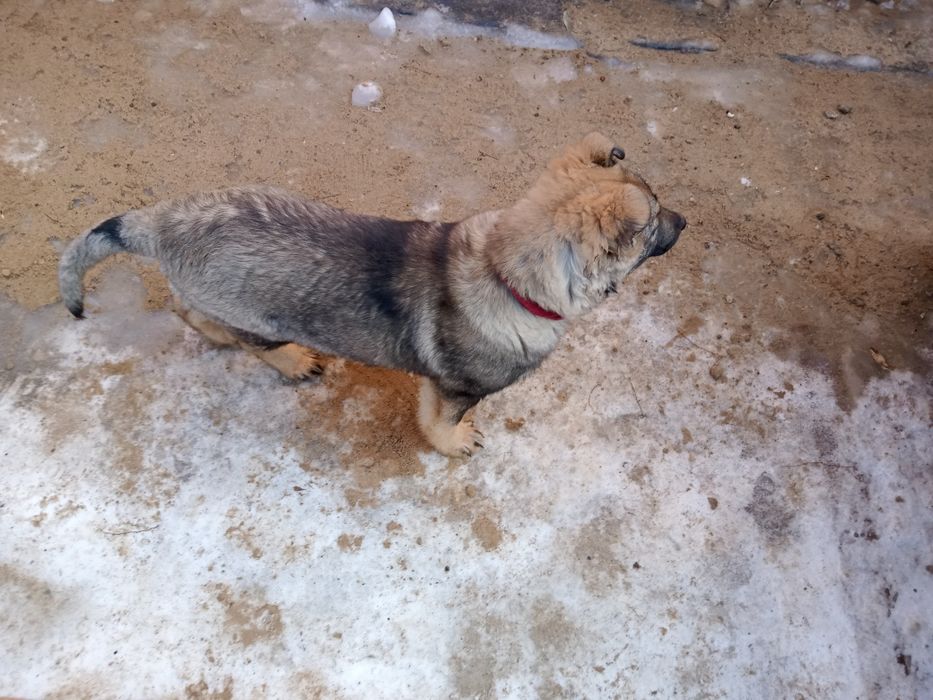 Продам Овчиренка 3 месяц