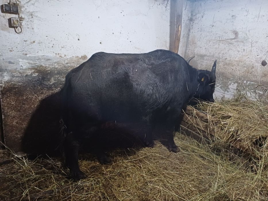 Vand Bivolită bună de lapte