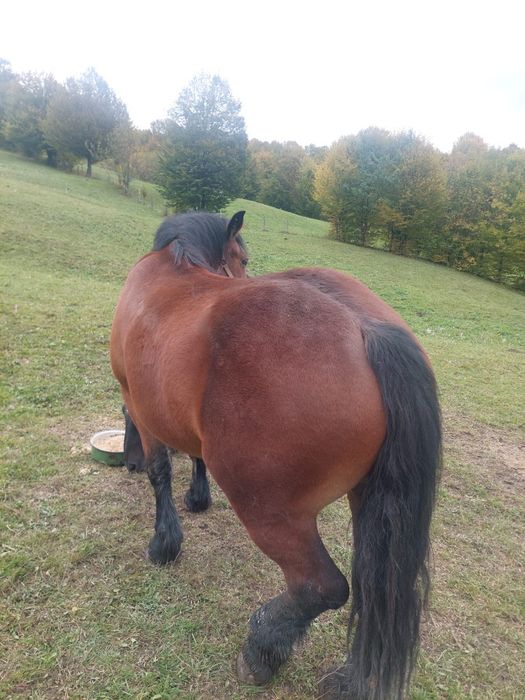 Manza 2 ani si o luna