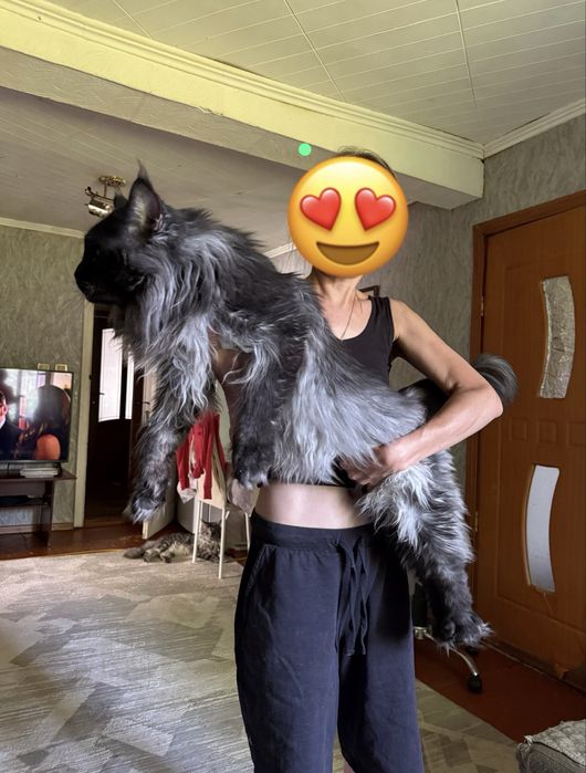 Кот породы Мейн кун. ВЯЗКА.
