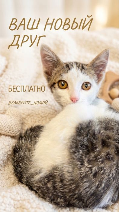 Отдам котенка мальчик