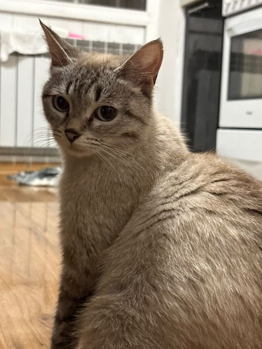 Котенок в подарок и мама