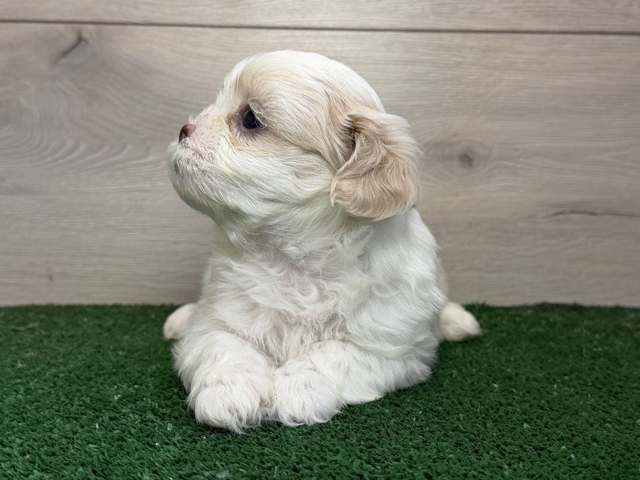 Femela ShihTzu, exemplar deosebit!