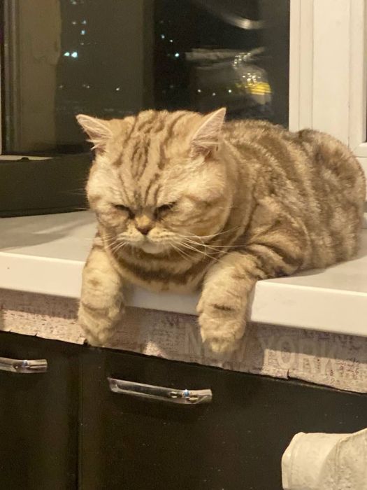 Кот породы скоттиш страйт