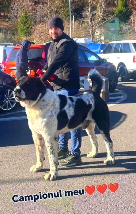 Ciobanesc de asia centrala