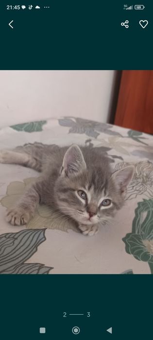 Отдам очень хорошие ручки котят