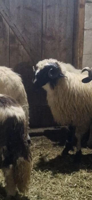 Disponibilu 10 berbecutii si un berbec