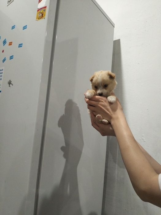 Микро-щенок девочка!