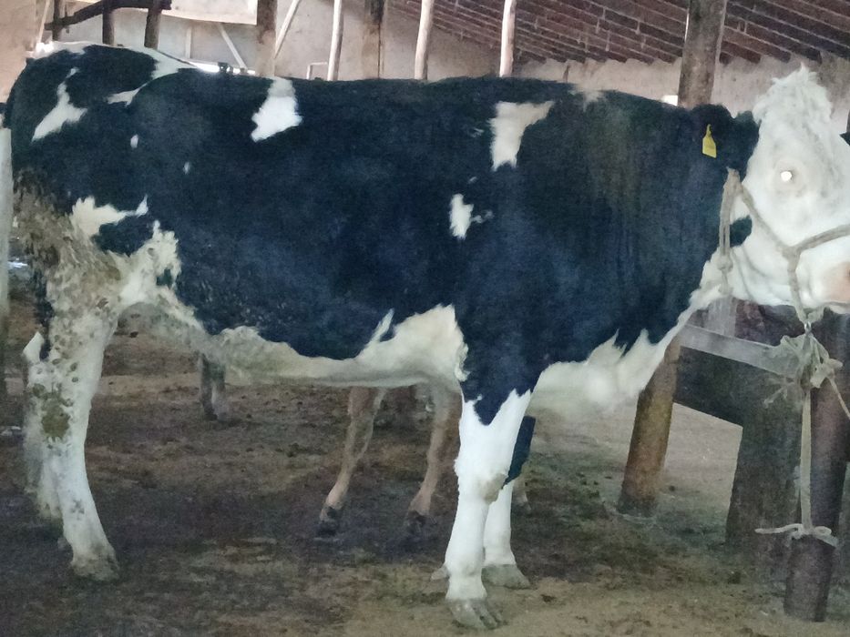 Сигир парод Голшдиен солатилади