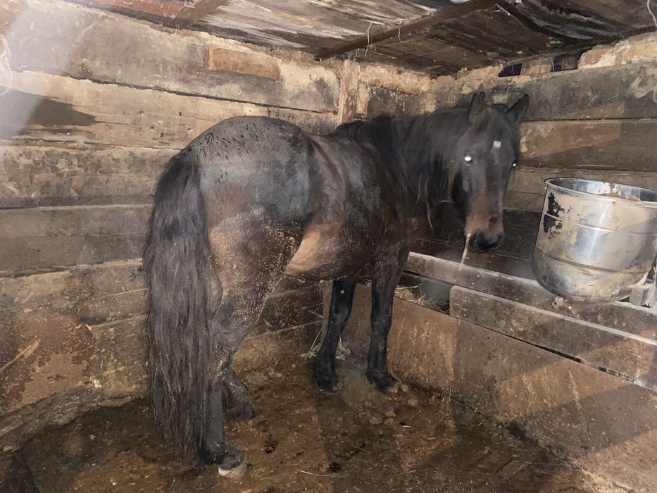 Лошадь жылқы соғым