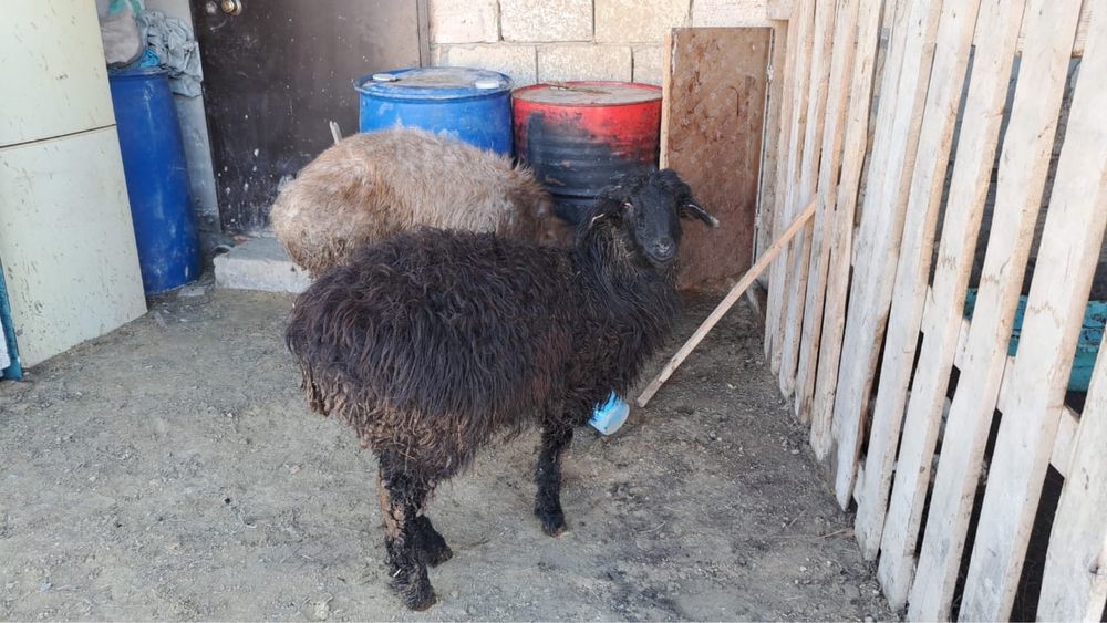 Продаю боранов на кошкар