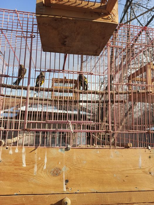 Щеглы  седоголовые, простушки