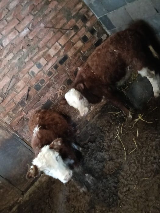 Продам Телят 2 штук