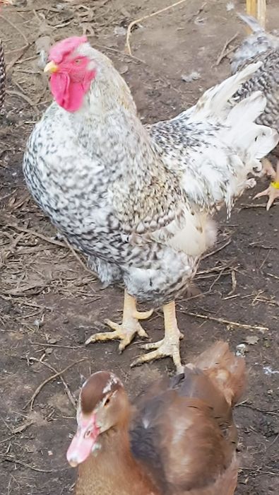 Петух на племя молодой