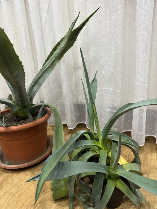 Panta aloe Vera mare