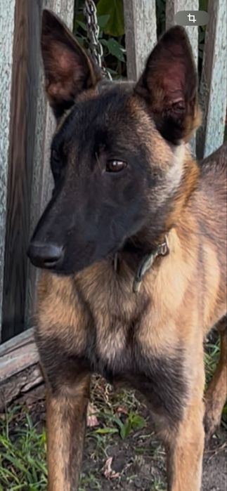 Ұрғашы малинуа сатылалы таза қанды