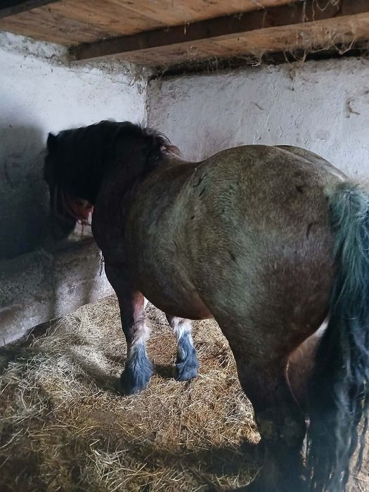 Manz de doi ani jumate muced