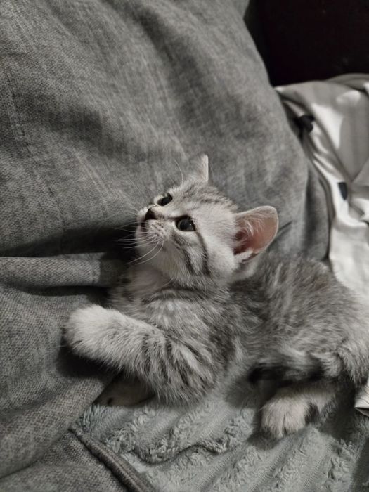 Бринаский котенок девочка британец