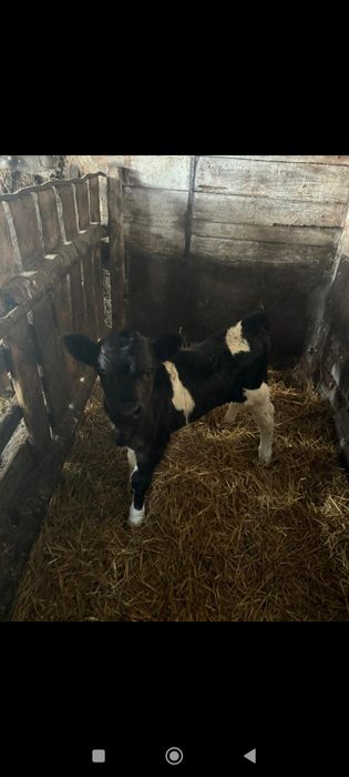 Продам телят бычков и тёлочки