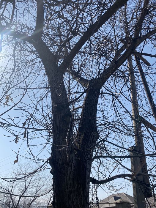 Продам дерево орех