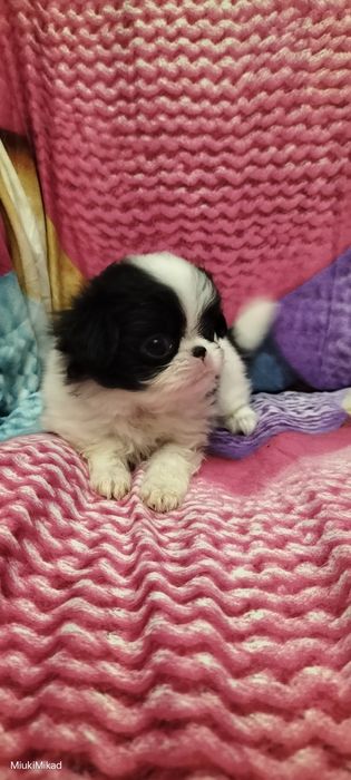 Девочка японского хина.