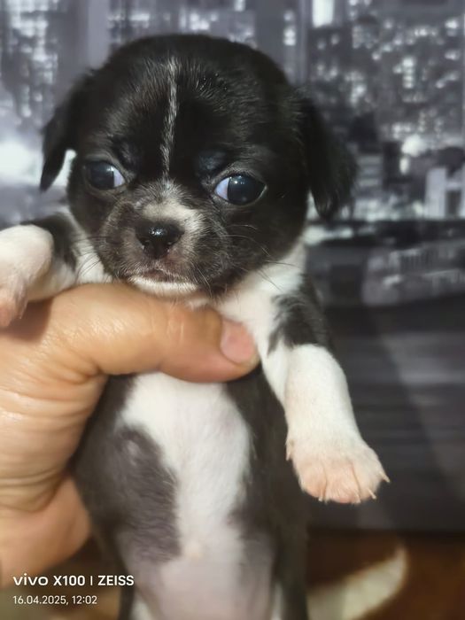 Очаровательные щенки чихуахуа.