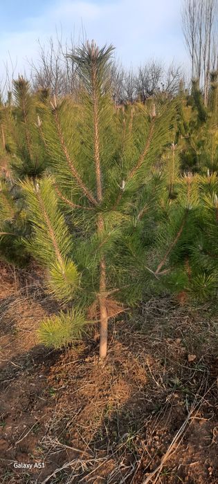 Sasna tozasi sotiladi 1,2,3metrlilari bor